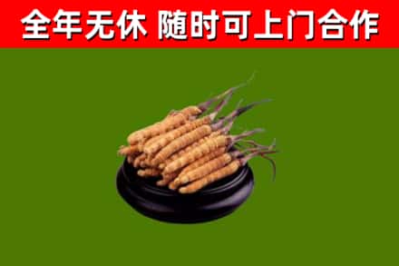 尼玛县烟酒回收冬虫夏草.jpg